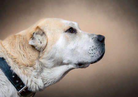 Central Asian Shepherd Dog. Alabai portraitの写真素材