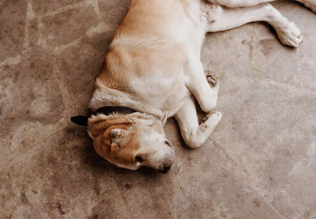 Central Asian Shepherd Dog. Alabai portraitの写真素材