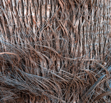 Abstract texture of the palm