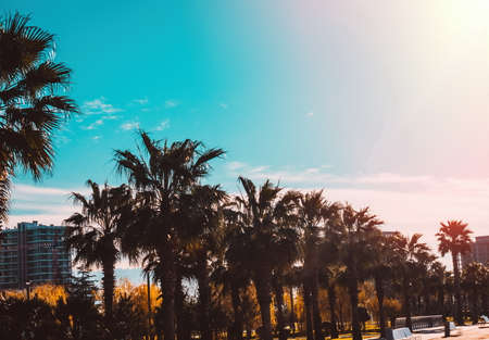 Palms in the sunlight.Batumi.Georgiaの写真素材