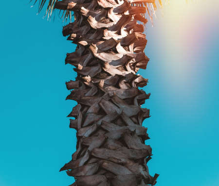 Palms in the sunlight.Batumi.Georgiaの写真素材