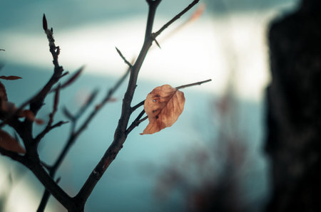 Dry leaves closeup in the snow