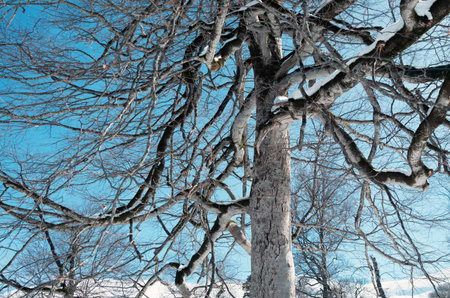 Trees closeup with the snow