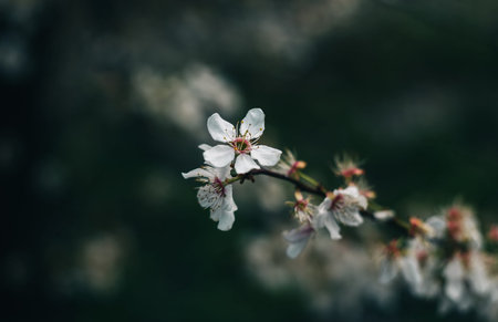 Spring time. Blossom plants closeupの写真素材
