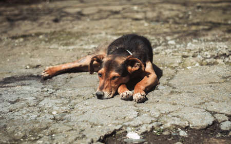 Small lonely dog outdoorsの写真素材