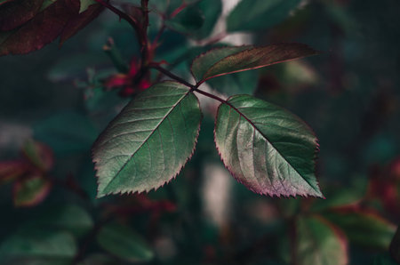 Wild roses leaves. Spring timeの写真素材