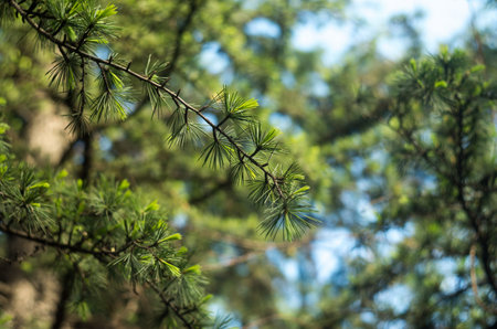 Closeup of the pine details