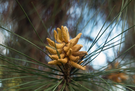 Beautiful pine buds closeup