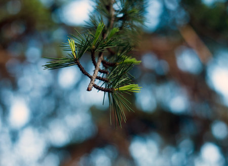 Closeup of the pine details