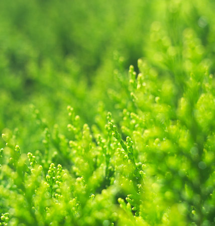 Abstract view on the spring grass
