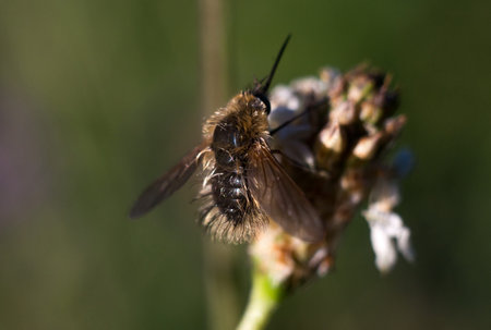 Macro shot of the bee in nature