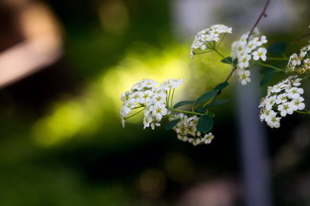 Spring time. Blossom plants closeup