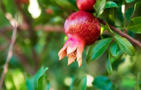 Closeup of the growing pomegranateの写真素材