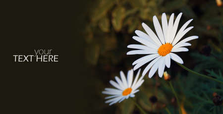 Daisy in field with copy spaceの写真素材