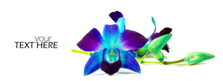 Blue orchid with the copy spaceの写真素材