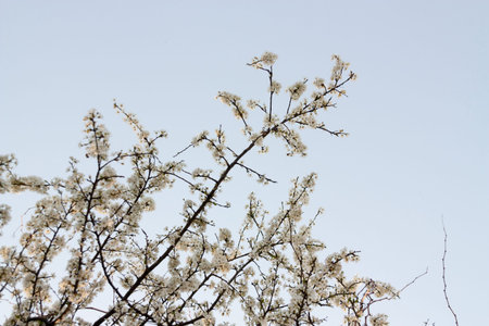 Blossom apricot flowers in the spring