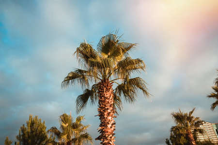 Palm trees in the sunset. Batumi. Georgiaの写真素材