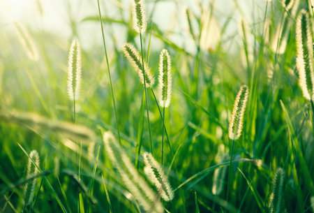 Beautiful grass details in summer in sunset