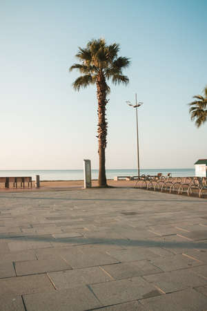 Palm trees in the sunset. Batumi. Georgiaの写真素材