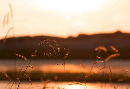 Beautiful grass details in summer in sunset
