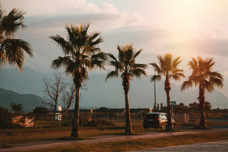 Palm trees in the sunset. Batumi. Georgiaの写真素材