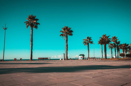Palm trees in the sunset. Batumi. Georgia