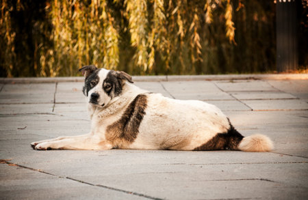 Lonely dog on the streets of Batumi. Georgia