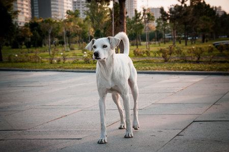 Lonely dog on the streets of Batumi. Georgia