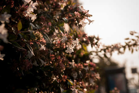 Blossom flowers closeup in the autumnの写真素材