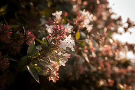 Blossom flowers closeup in the autumn