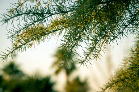Closeup details of the pine treeの写真素材