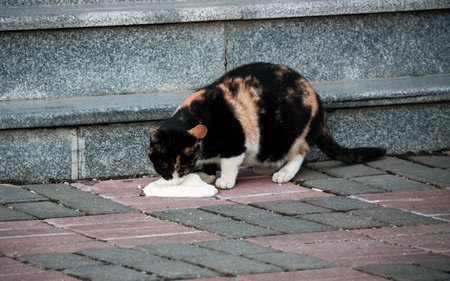 Lonely cat closeup eating outdoorsの写真素材