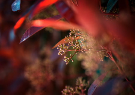 Blossom flora closeup in springの写真素材