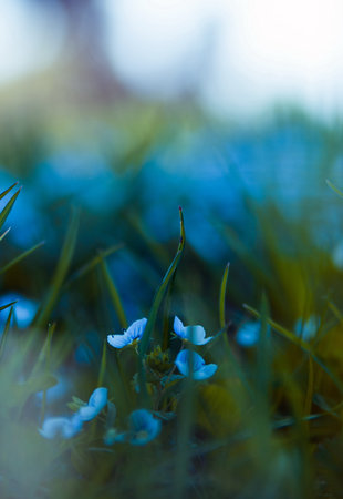Blossom flora closeup in spring
