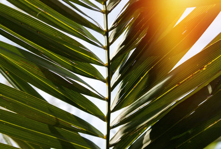 Palm trees closeup in spring
