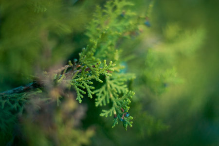 Details of the pine tree outdoors