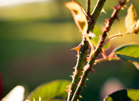 Rose thorns closeup outdoorsの写真素材