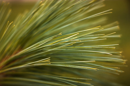 Details of the pine tree outdoors