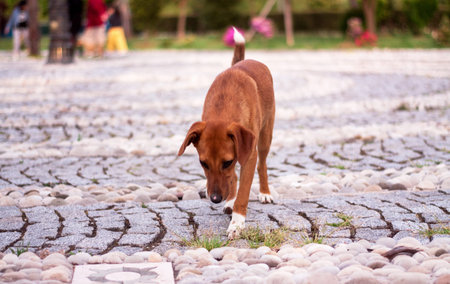 Stray dog puppy alone outdoorsの写真素材