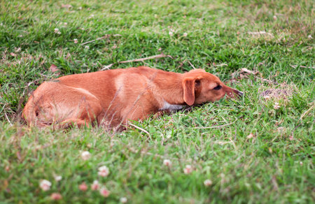 Stray dog puppy alone outdoorsの写真素材