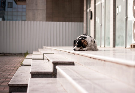 Stray dog puppy alone outdoors