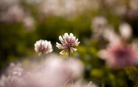 Spring grass with the flowers