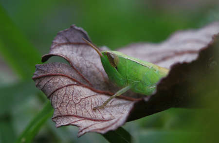 a green grasshopperの写真素材
