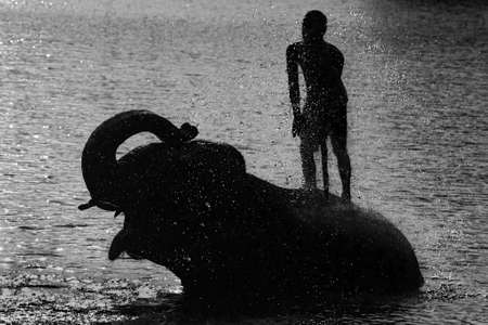 a domesticated elephant being bathed by its mahoutの写真素材