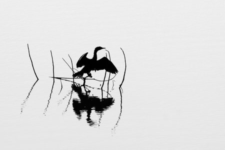 silhouette of a little cormorant drying its wingsの写真素材