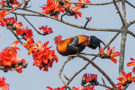 a red junglefowl on a cotton tree inside Kaziranga National Park, Assam.の写真素材