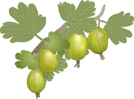 Vector realistic gooseberry with sheets.のイラスト素材