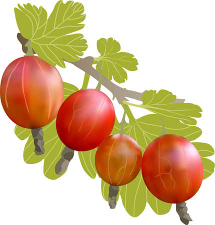 Vector realistic gooseberry with sheets.のイラスト素材