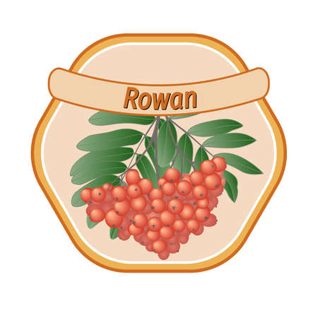 rowan with berries and branches, vector labelのイラスト素材