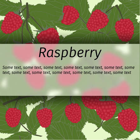 raspberry with berries and branches, vector bannerのイラスト素材